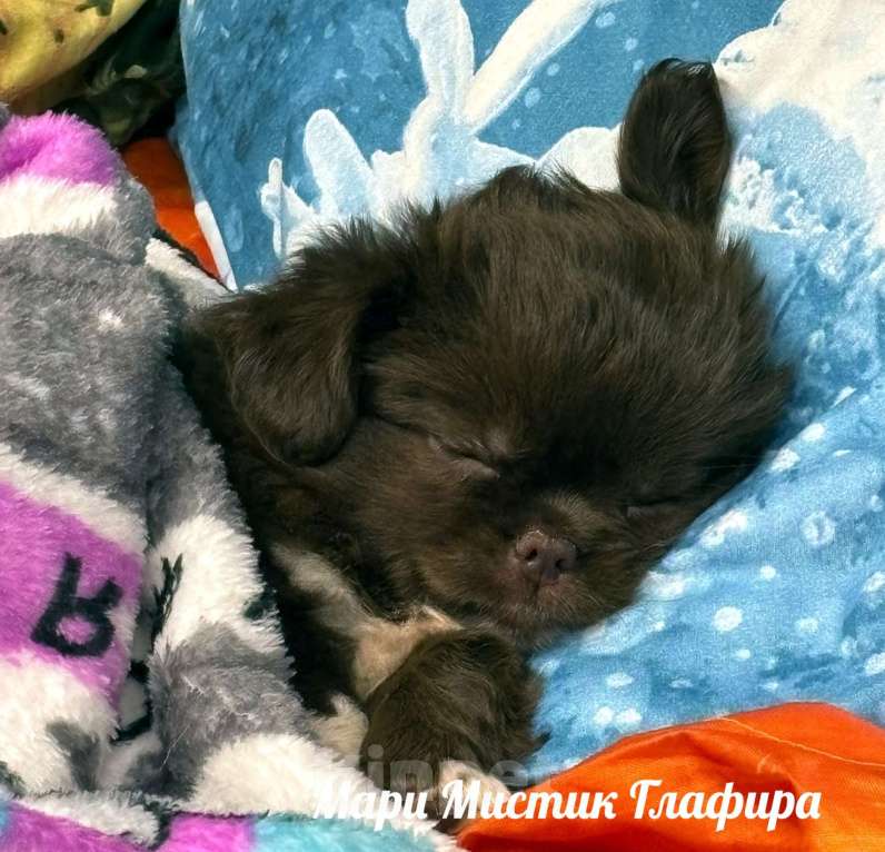 Собаки в Санкт-Петербурге: Гипер ласковая и веселая чихуахуа Глаша Девочка, 100 000 руб. - фото 8