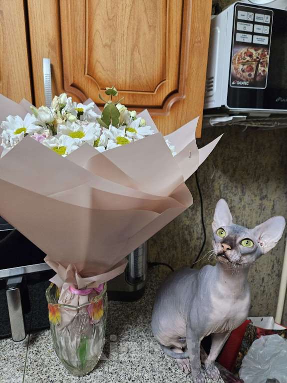 Кошки в Хабаровске: Продам сфинкса Мальчик, 12 000 руб. - фото 2