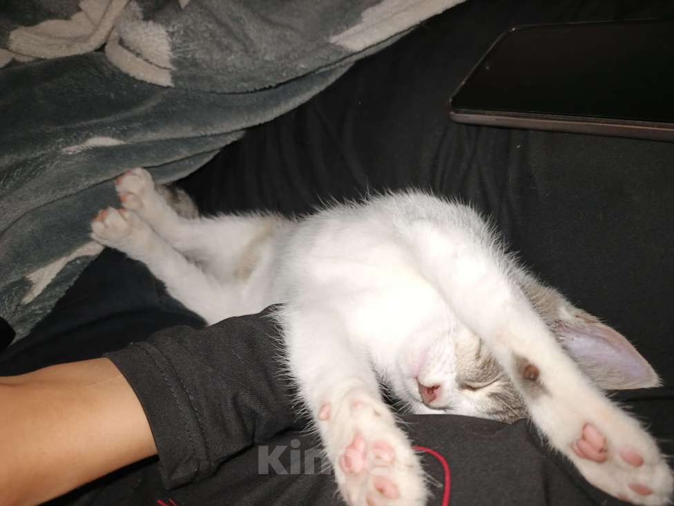 Кошки в других городах Московской области: Придурковатая куколка Девочка, Бесплатно - фото 4