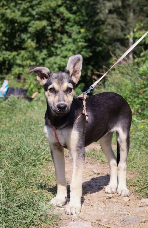 Собаки в Москве: Холли нужен дом  Девочка, Бесплатно - фото 3