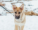 Собаки в Сергиеве Посаде: Гермиона в добрые руки  Девочка, Бесплатно - фото 2