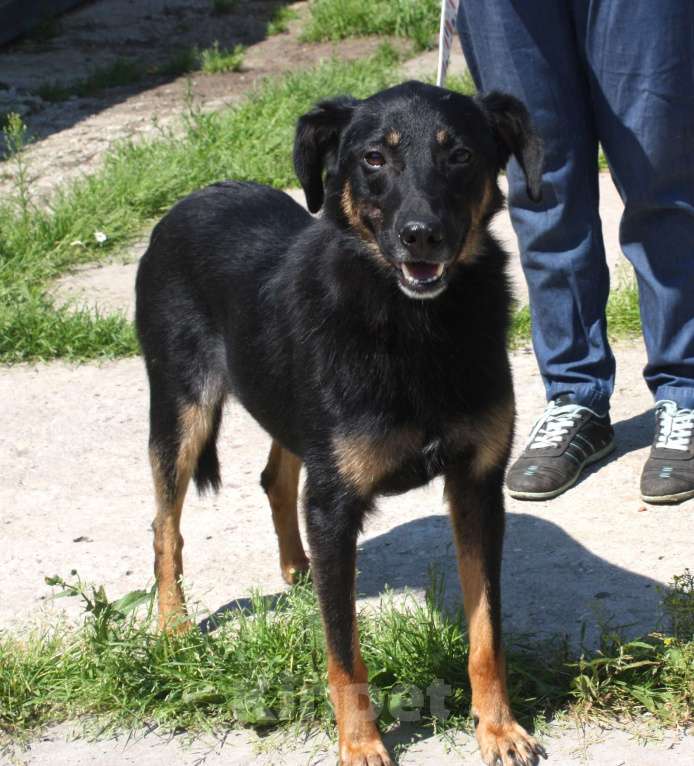 Собаки в Москве: Ласковая, добрая собака Альма ждет своего родного ЧЕЛОВЕКА! Девочка, Бесплатно - фото 5