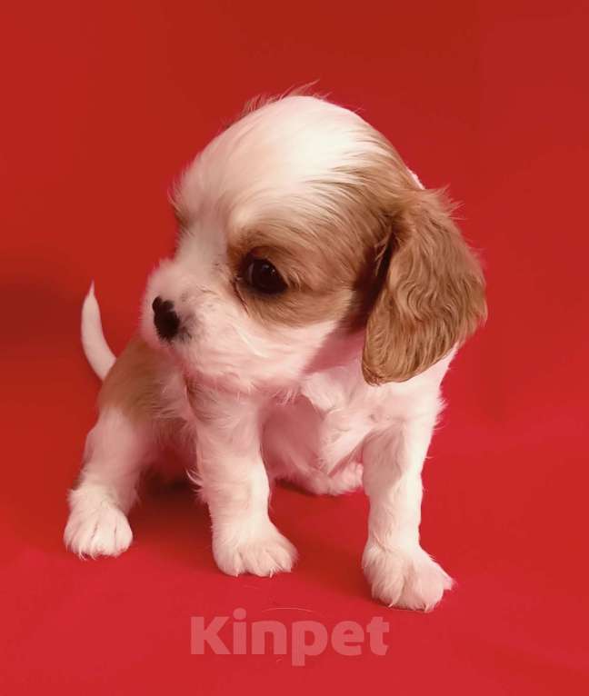 Собаки в Москве: Мальчик Кавалер Кинг чарльз спаниель Мальчик, 90 000 руб. - фото 3