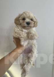 Собаки в Москве: Хани  Девочка, 90 000 руб. - фото 1