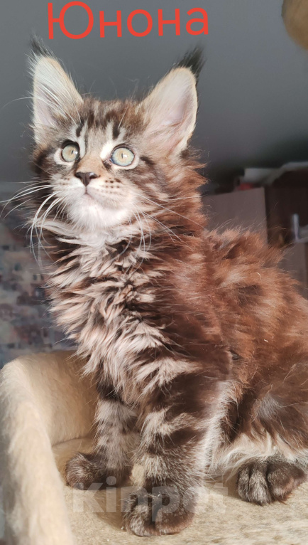 Кошки в Череповце: Юнона Девочка, 50 000 руб. - фото 2