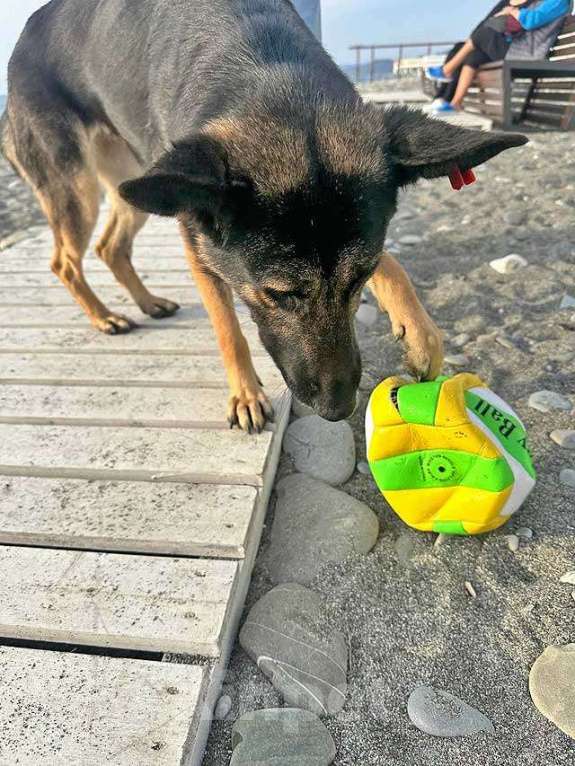 Собаки в Москве: Молодая собака Вита, немецкая овчарка ищет дом Девочка, 10 руб. - фото 8