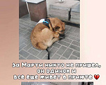 Собаки в Москве: Марти Мальчик, Бесплатно - фото 3