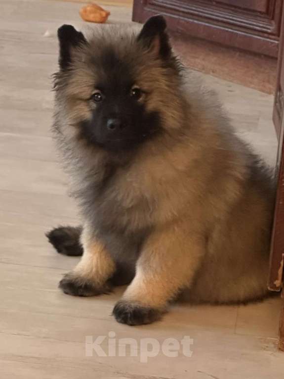 Собаки в Москве: Немецкий вольфшпиц/ кеемхонд Девочка, 100 000 руб. - фото 7