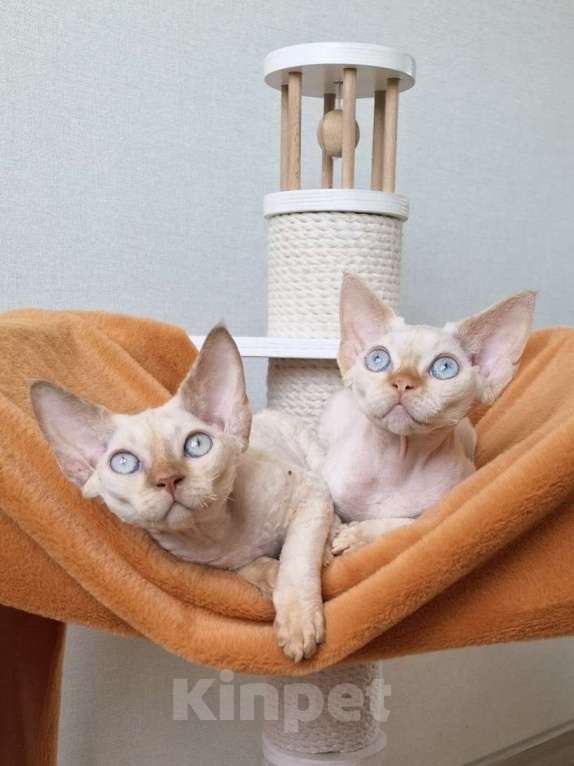 Кошки в Люберцах: Девочка девон рекс  Девочка, 65 000 руб. - фото 4