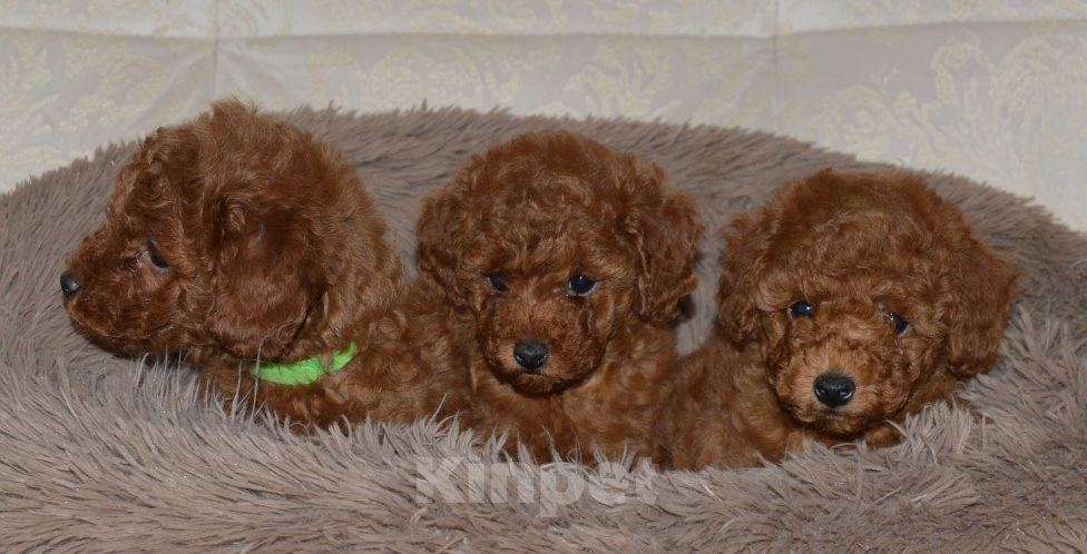 Собаки в Ульяновске: той-пудель,щенок Мальчик, 120 000 руб. - фото 3