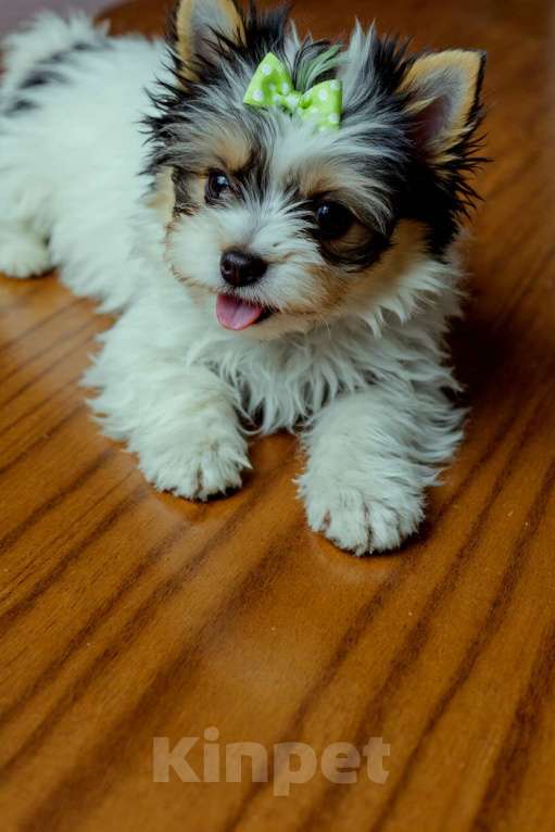 Собаки в Нижнем Новгороде: Продаётся щенок Бивер-терьера Мальчик, 50 000 руб. - фото 2