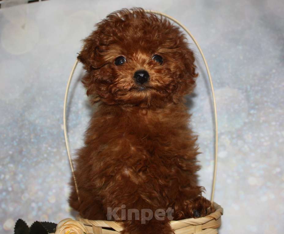 Собаки в Москве: Тедди пудель Мальчик, 160 000 руб. - фото 3