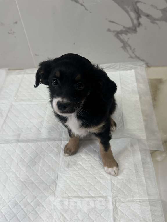 Собаки в Москве: Кнопочка ищет дом Девочка, Бесплатно - фото 1