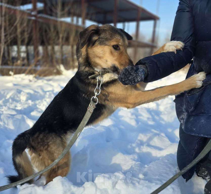 Собаки в Королеве: Знакомьтесь, Линч! Мальчик, Бесплатно - фото 6