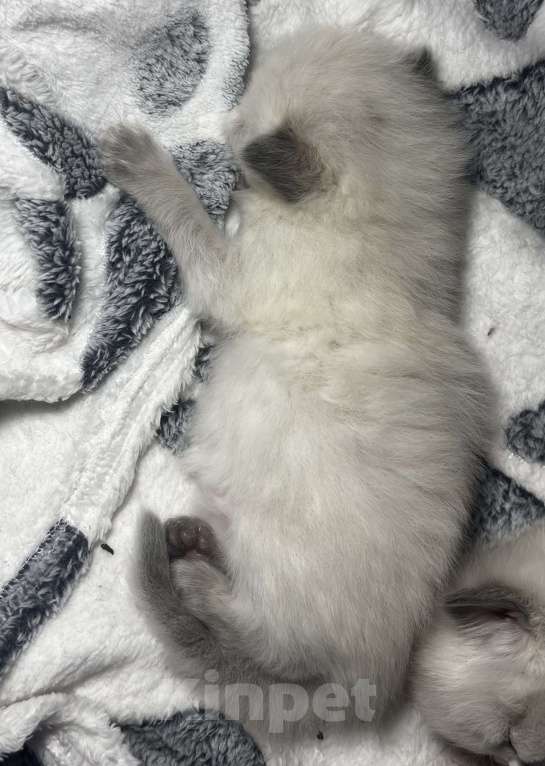 Кошки в Москве: Невские маскарадные котята  Девочка, 25 000 руб. - фото 1