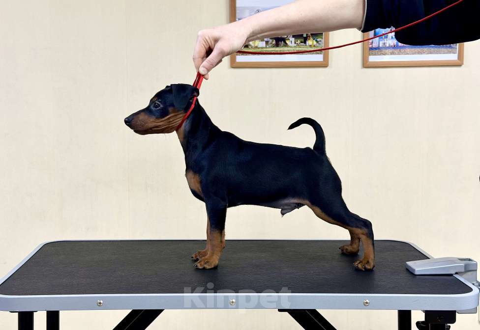 Собаки в Ставрополе: Щенок Цвергпинчер  Мальчик, 35 000 руб. - фото 1