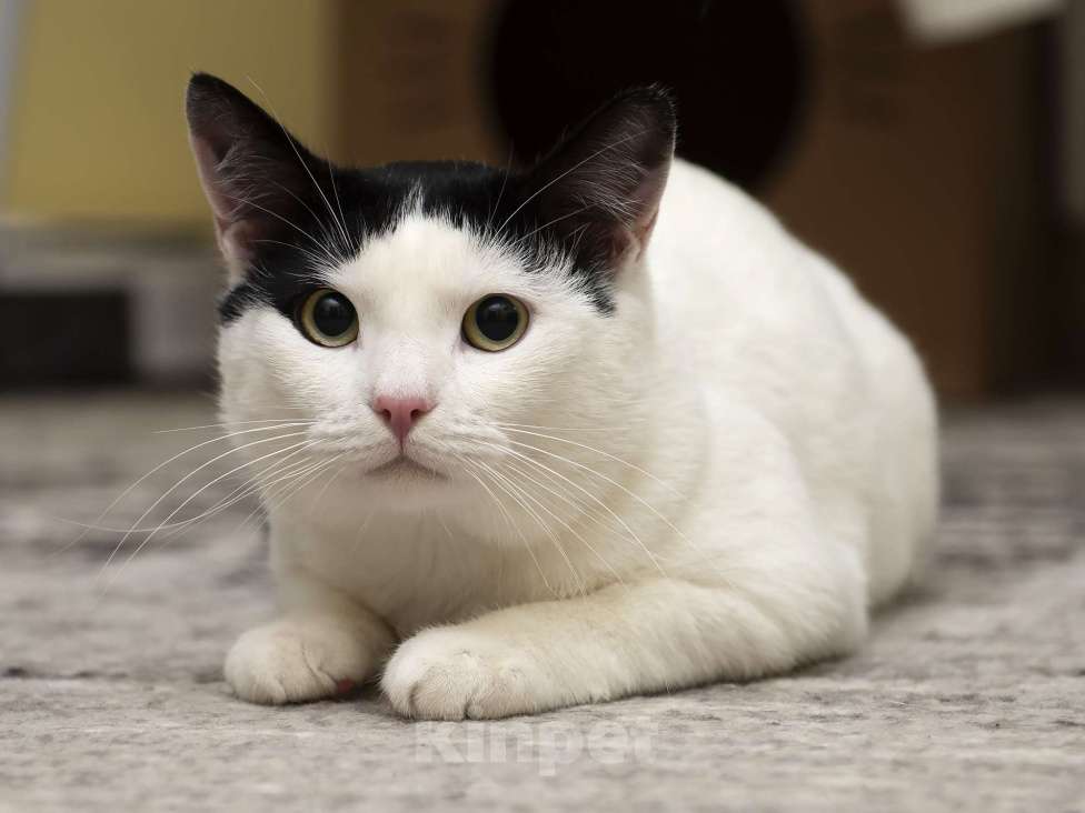 Кошки в Москве: Кот в добрые руки  Мальчик, Бесплатно - фото 2