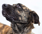 Собаки в Старом Купавне: Большая собака тигрового окраса Мальчик, Бесплатно - фото 2