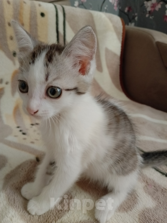 Кошки в Кургане: ❗ отдам котенка в добрые руки ❗ Девочка, Бесплатно - фото 1
