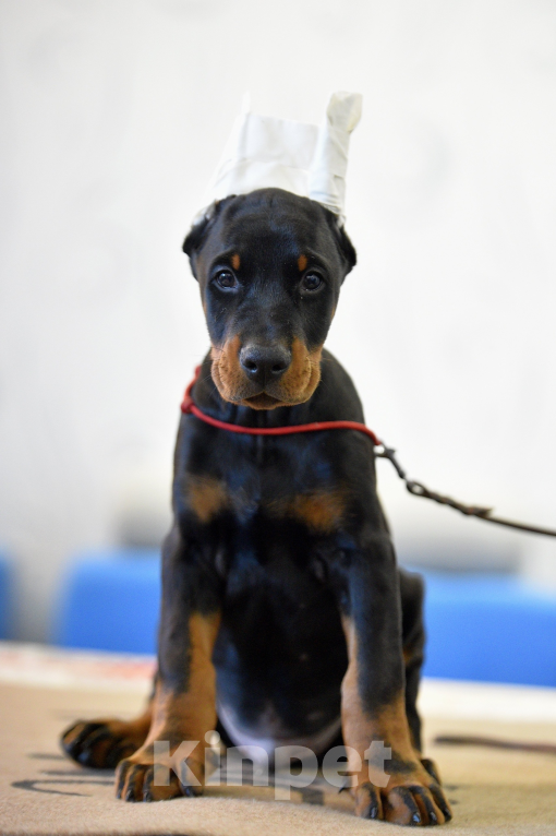 Собаки в Москве: Готов к переезду 2.5 месяца Разнополые, 100 000 руб. - фото 1