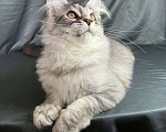 Кошки в Москве: Котенок породы Мейн-кун Мальчик, 35 000 руб. - фото 3