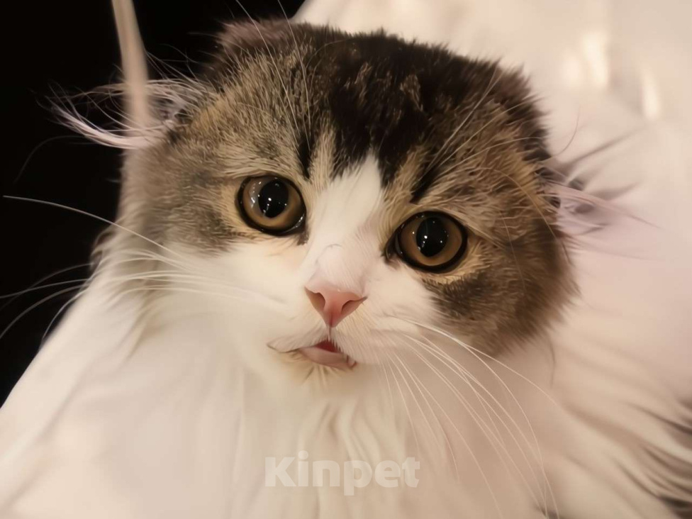 Кошки в Новосибирске: Шотландские котята  Мальчик, 50 000 руб. - фото 1