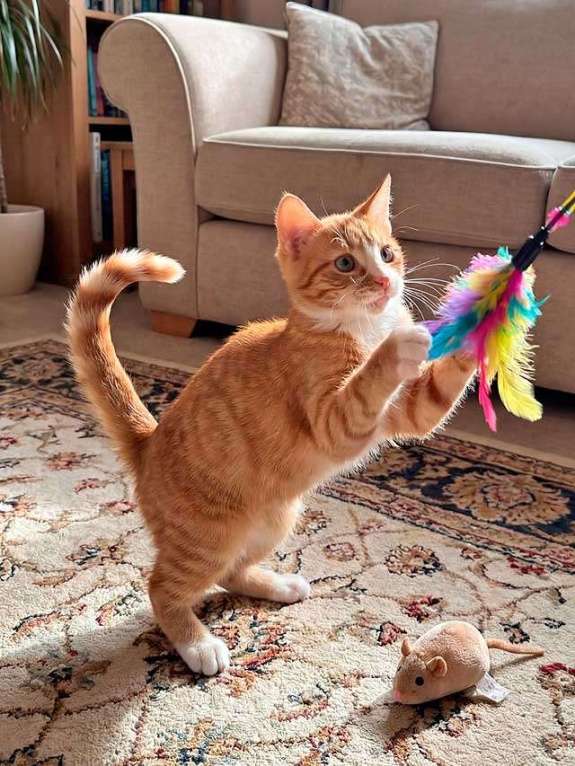 Кошки в Москве: Маленькая дачная сирота ищет дом и человека Девочка, 10 руб. - фото 2