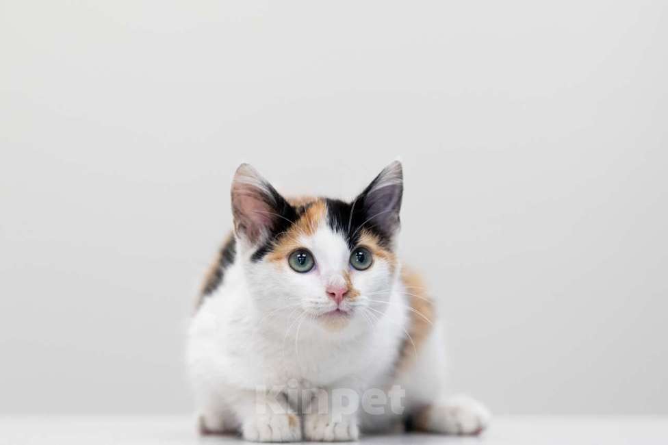 Кошки в Москве: Мия Девочка, Бесплатно - фото 2