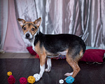 Собаки в Москве: Маленькая собачка 4 кг в дар Девочка, Бесплатно - фото 4