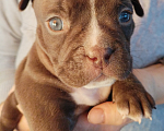Собаки в Самаре: Американский булли Мальчик, Бесплатно - фото 1