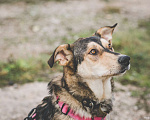 Собаки в Бронницах: Нежнющий Купер Мальчик, Бесплатно - фото 13