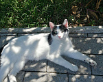 Кошки в Княгинино: Мурочка , Бесплатно - фото 6