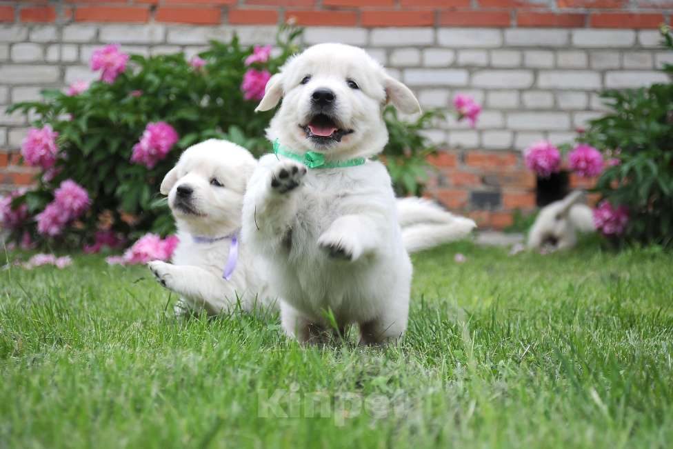 Собаки в Москве: Мальчик золотистого ретривера.  Мальчик, 80 000 руб. - фото 2