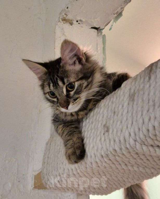 Кошки в Москве: Пушистый котенок девочка в добрые руки! Девочка, Бесплатно - фото 3