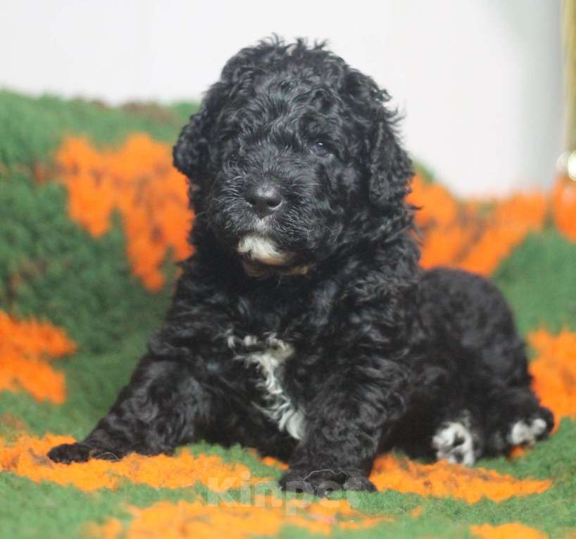 Собаки в Санкт-Петербурге: Испанская Водяная Щенок Мальчик, 200 000 руб. - фото 3