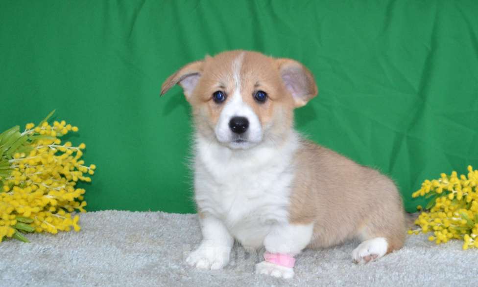 Собаки в Ореховом-Зуево: Коротколапики Девочка, Бесплатно - фото 2