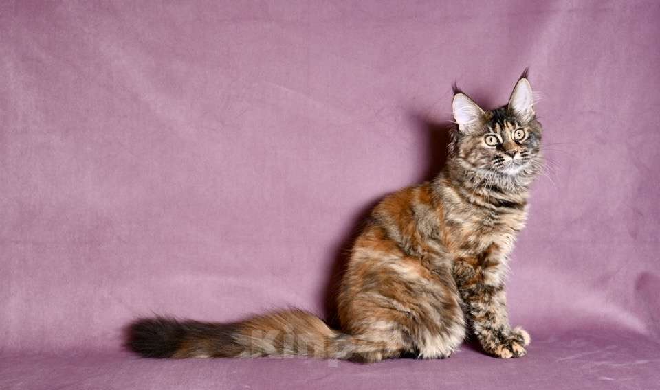 Кошки в Саратове: Мейн Кун Девочка, 50 000 руб. - фото 6