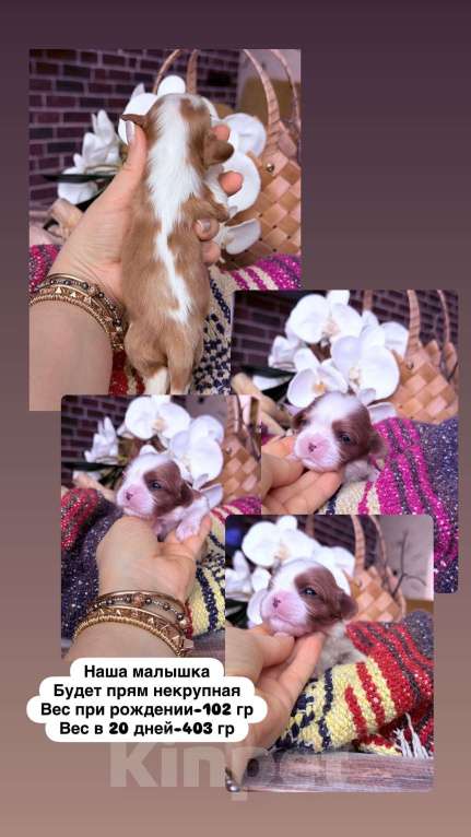 Собаки в Краснодаре: Кавалер кинг чарльз спаниель Девочка, 170 000 руб. - фото 1