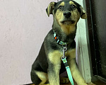 Собаки в Клине: Бах Мальчик, Бесплатно - фото 4