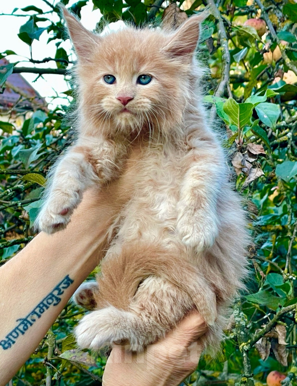Кошки в Санкт-Петербурге: Мейн кун котенок кремовый Мальчик, 60 000 руб. - фото 2
