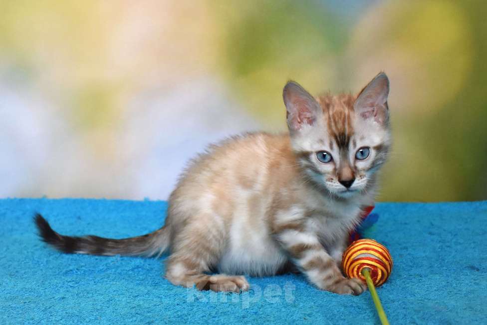 Кошки в Нижнем Новгороде: Бенгальский кот линкс Мальчик, 25 000 руб. - фото 6