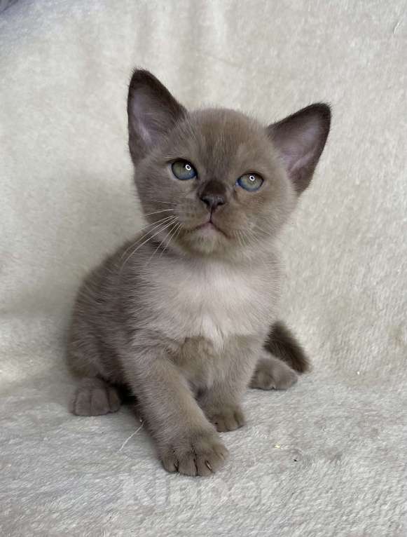 Кошки в Дмитрове: Шоколадный бурманский мальчик Barni Мальчик, 80 000 руб. - фото 6