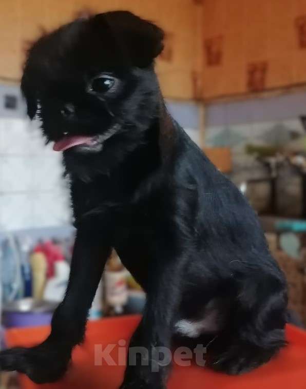 Собаки в Кемерово: Брюссельский гриффон Мальчик, 50 000 руб. - фото 4