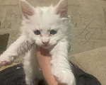 Кошки в Санкт-Петербурге: Мейн-кун чистокровные американцы Девочка, Бесплатно - фото 1