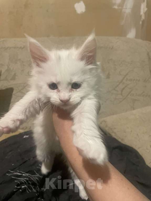 Кошки в Санкт-Петербурге: Мейн-кун чистокровные американцы Девочка, Бесплатно - фото 1