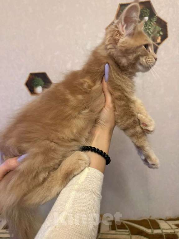 Кошки в Санкт-Петербурге: Котята мейн-кун Мальчик, 49 000 руб. - фото 8