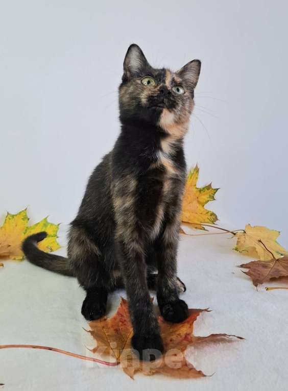 Кошки в Москве: Огненный котёнок в добрые руки  Девочка, Бесплатно - фото 6