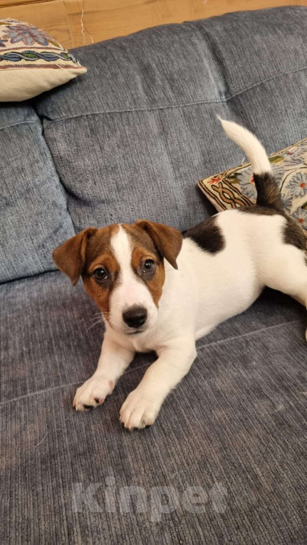 Собаки в Москве: Мальчик 3 мес  Мальчик, Бесплатно - фото 4