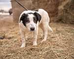 Собаки в Электростали: Щенок 6 месяцев  Мальчик, 5 руб. - фото 2