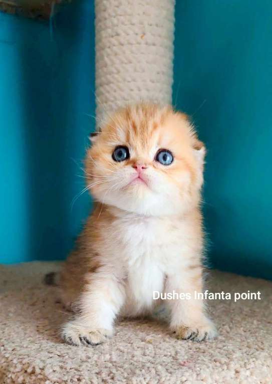 Кошки в Москве: Породистые золотые шотландцы Разнополые, 25 000 руб. - фото 3